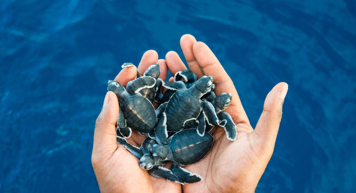 Traditional Owner Reef Protection Great Barrier Reef Foundation