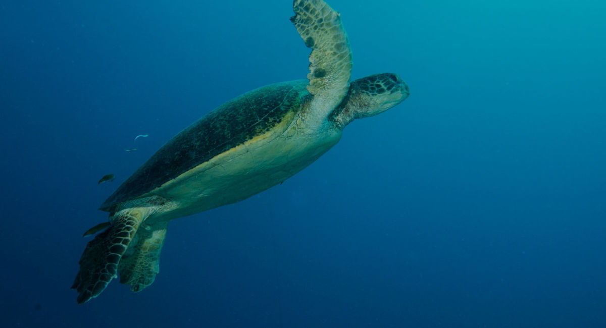 Turtles tracked on Raine Island to further protect species Great