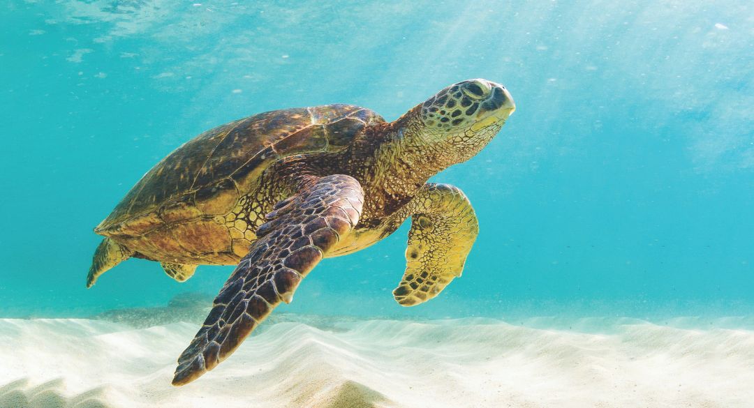 Green Turtle, Sea Turtles, Species